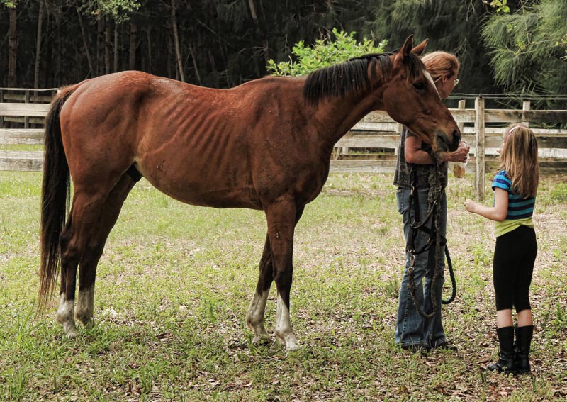 Florida Horse Rescue